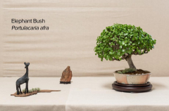 2018 SWFL Bonsai Society Annual Show-0021