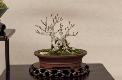 2018 SWFL Bonsai Society Annual Show-0023