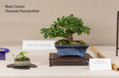 2018 SWFL Bonsai Society Annual Show-0025