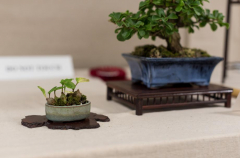 2018 SWFL Bonsai Society Annual Show-0026