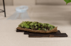 2018 SWFL Bonsai Society Annual Show-0027