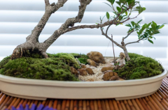 2018 SWFL Bonsai Society Annual Show-0037_0