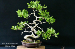 #21 Buttonwood 23H X 27W