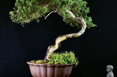 #22 Juniper 28H X 34W_0