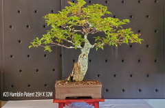 #23 Hamblin Patent 25H X 32W