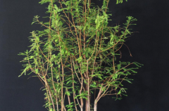 #24 Bald Cypress Forest 47H X 32W