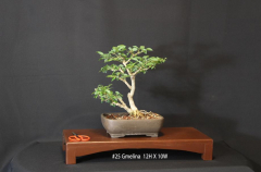 #25 Gmelina 12H X 10W_0