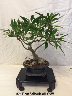 Ficus Salicaria
