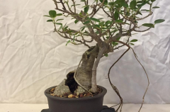 #27 Burt Davii Ficus 9H X 8W