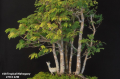 #28 Tropical Mahogany