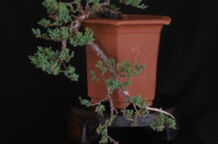 #29 Juniper Parsonii 18H X 10W