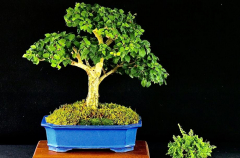 #3 Gmelina with Accent 14H X 17W