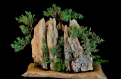 #30 Juniper Parsonii 13H X 18W