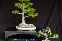 #31 Willow Leaf Fig 22H X 21W_0