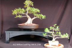 #32 Willow Leaf Fig 14H X 21W