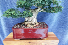 #33 Parrot's Beak 14H X 16W