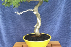 #34 Rain Tree 22H X 14W