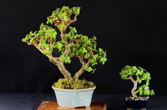 #4 Portulacaria 12H X 12 W