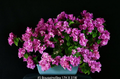 #5 Bougainvillea 17H X 31W