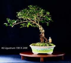 #6 Ligustrum 19H X 24W