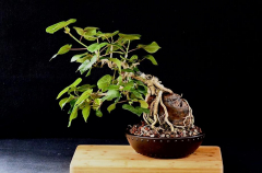 #8 Sea Hibiscus 12H X 11W