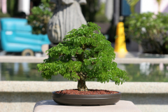 Bell Tower Shops Exhibit