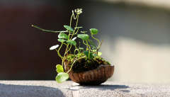 Bell Tower Shops Exhibit
