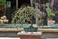 Bell Tower Shops Exhibit