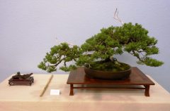 2014 Annual Bonsai Show