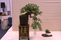 2014 Annual Bonsai Show