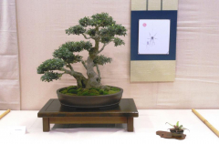 2014 Annual Bonsai Show