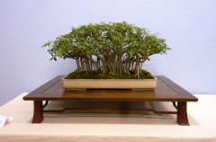 2014 Annual Bonsai Show