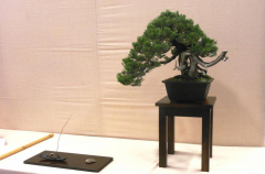 2014 Annual Bonsai Show