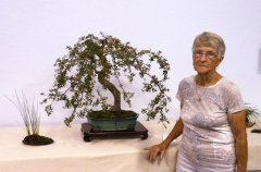 2014 Annual Bonsai Show