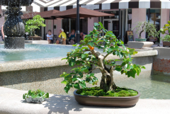 Bell Tower Shops Exhibit