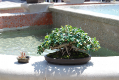 Bell Tower Shops Exhibit