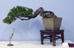 2014 Annual Bonsai Show