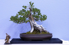 2014 Annual Bonsai Show