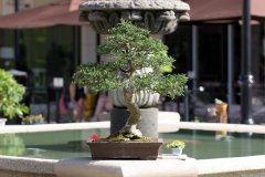 Bell Tower Shops Exhibit