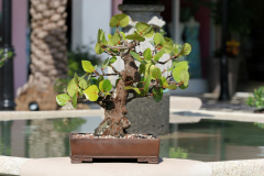 Bell Tower Shops Exhibit