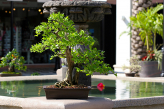 Bell Tower Shops Exhibit