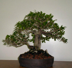 progress-1-m-hagedorn-demo-4-01-08