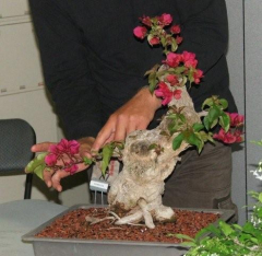 raffle_tree_3_16_may_09