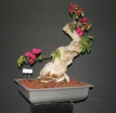 raffle_tree_4_16_may_09