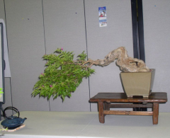 rs-02-jims-tree-with-accent-teapot-3_0