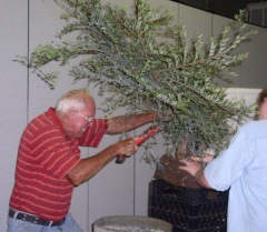 rs-06-sawing-a-branch