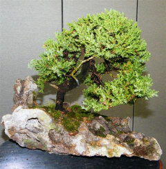 rs-15-finished-tree_med