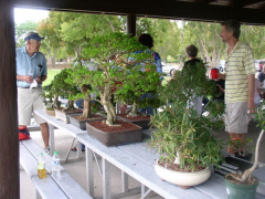 rs_04_trees_for_sale