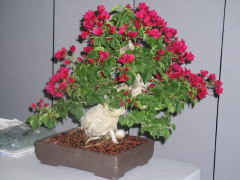 rs_13_erik_s_raffle_tree