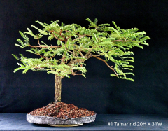 1-Tamarind-20H-X-31W 1